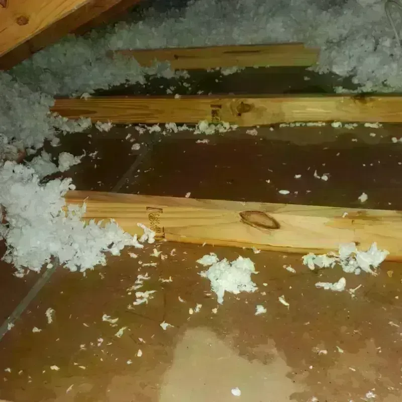 Attic Water Damage in Talladega County, AL